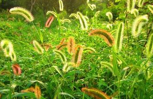 喷播物料-狗尾巴草