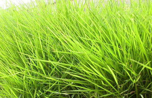 紫羊茅种子