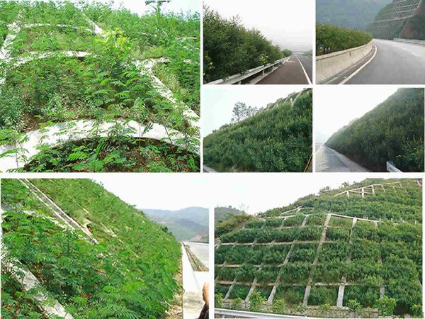 高速绿化喷播机厂家价格-绿化喷播机厂家,绿化喷播机(2) 客土喷播机喷薄效果