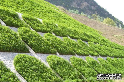 南方边坡绿化