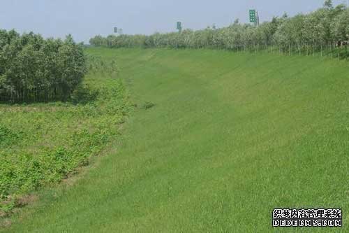 草皮护坡