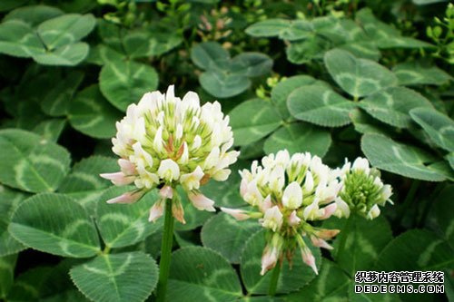 边坡绿化植物有哪些