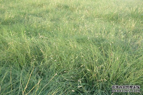 边坡绿化植物有哪些