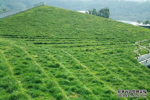 边坡绿化植物
